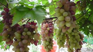 2 Years Old na Grapes, Paano napabunga ng Napakarami_ Alamin