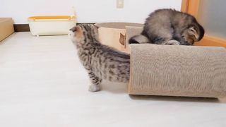 When the kitten was full, it was so cute that it would go to bed before its owner and wait.