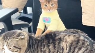 massaged by a cute kitten#fyp