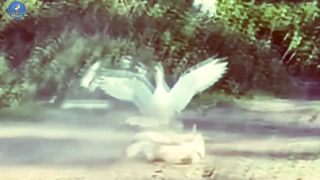 The most dangerous reactions of a horse are fatal blows to animals