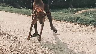 Fun with domestic dog