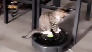 Funny Cat Viral Video 96