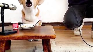 Funny Dog Viral Video 88