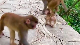 the little monkey is dropped
