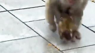 The little monkey was eating and was beaten by the big monkey