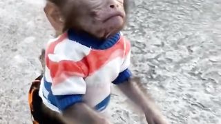The monkey is so cute