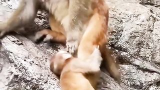The mother monkey didn't want to follow her child