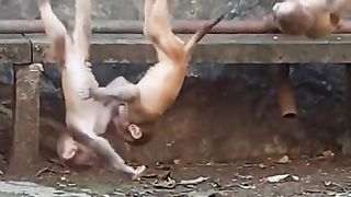 Three cute monkeys playing swing