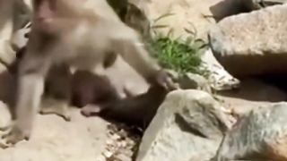 Tortured By A Big Monkey
