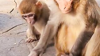 toy frog monkey two