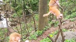 two very cute baby monkeys