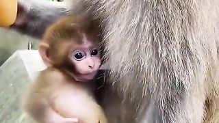 very beautiful baby 2