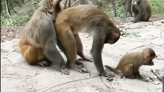 what does mother monkey do