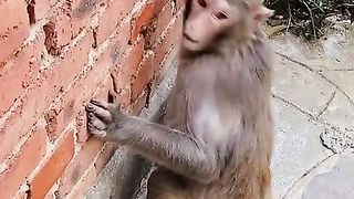 why do monkeys lick bricks__