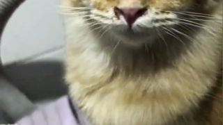 Orange Cat cries because of sliced red onions