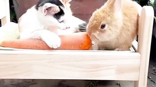 The Cat is as fierce as the rabbit