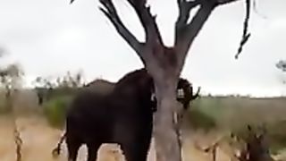 GIANT TUSKED ELEPHANT