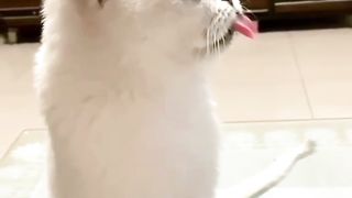 The cat is spicy after eating chili