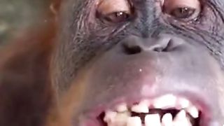 Funny Monkey Viral Video 106