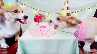 Funny Dog Viral Video 89