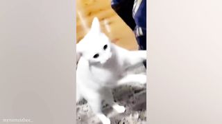 Cat and Dog Friendship - Funny Dogs And Cats Videos 2023 ????????