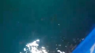 Pemberian pakan PASTA baiknya malam hari, untuk peralihan dari pakan cacing sutera