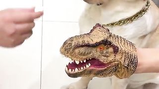 How to make a dog take medication
