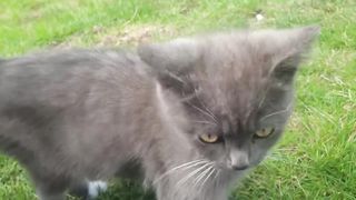 Som de gato - Gatinho miando ????som para atrair gatos???? sound to call cats #somparagatos kitten meowing