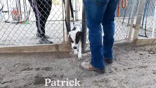 Dogs playing: Episode 53