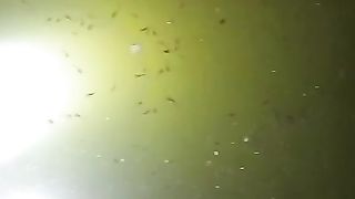 Larva lele umur 5 hari extra perawatan, kualitas air kolam, pakan cacing sutera, jangan telat