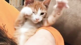 Kocakk cat funny