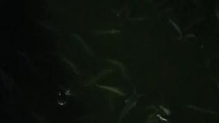 Perawatan air kolam dengan cara dikocor pada malam hari itu cukup efektif menambah oksigen