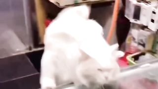 Funny clip ???????????? 7