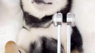 cute dog