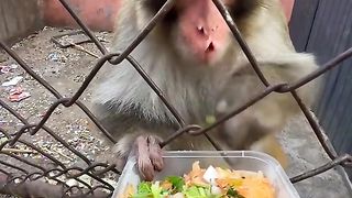 Funny Monkey Viral Video 107