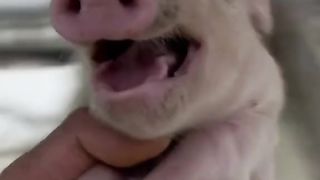 Cute piglet