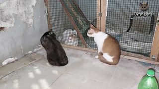 Jealous Cats Meowing Fighting So Funny 4K Quality Video | Viral Cat