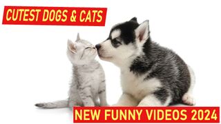 CUTEST DOGS AND CATS????????New Funny Videos 2023 ???? Cutest Cats and Dogs