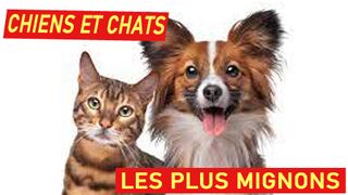 CUTEST DOGS AND CATS????????New Funny Videos 2023 ????