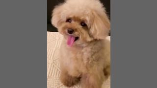 The Best DOG Videos of 2023 ???? Hilarious Dogs Compilation! ???? 4