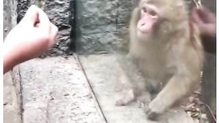Funny Monkey Viral Video 108