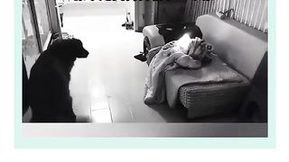Não tem como não se emocionar com esses pet heróis ✨????????????