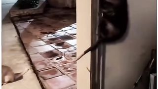 Kang tikus degdegan hahahahha