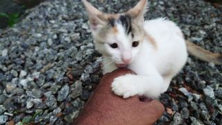 Adorable Kitten | Little Lioness Nibbling on my Fingers ????????❤ #funnypets143