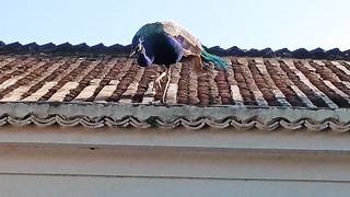 Flying peacock