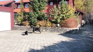 Three Way Dog and Cat Fight #funnypets143