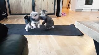 Yorkshire terrier play with cat #funnypets143