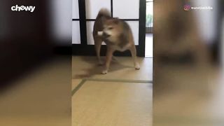 Funny Dog Videos 2023 #funnypets143