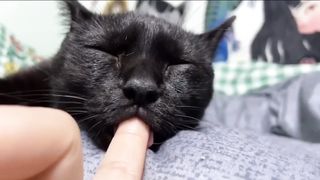 new funny animals cats and dogs videos????????????
