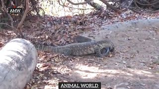 Komodo dragon Vs King Python